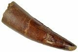 Fossil Spinosaurus Tooth - Real Dinosaur Tooth #305600-1